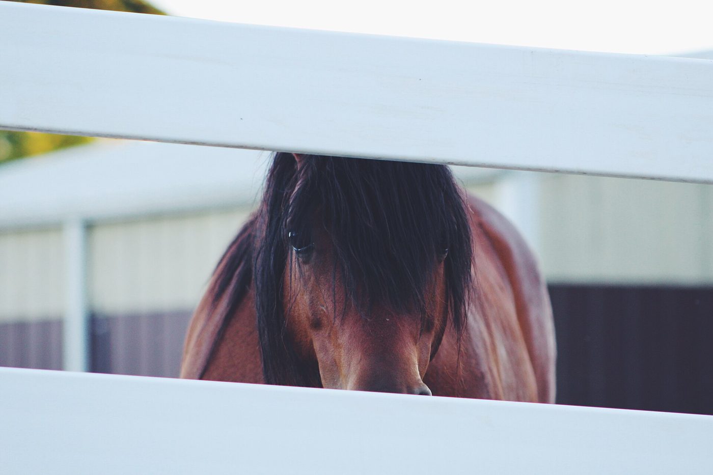A bay horse looking through a white fence.