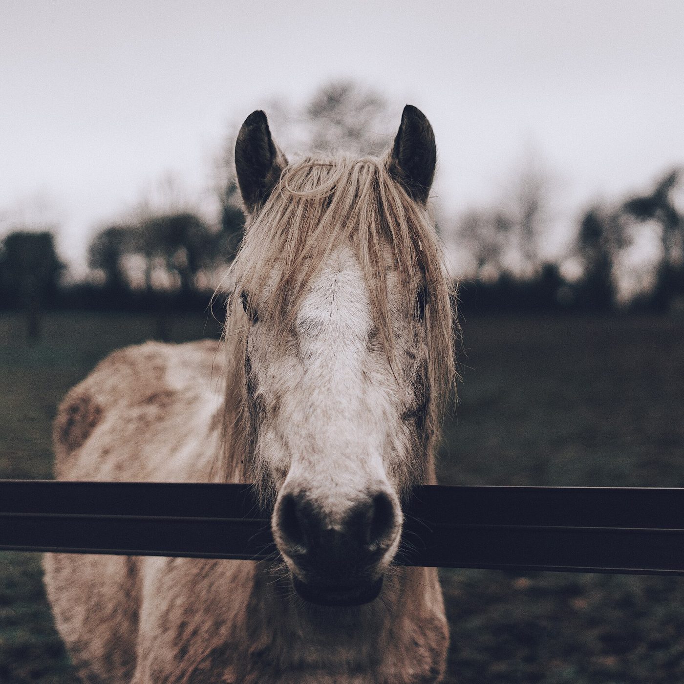 A grey horse looking over a fence rail.